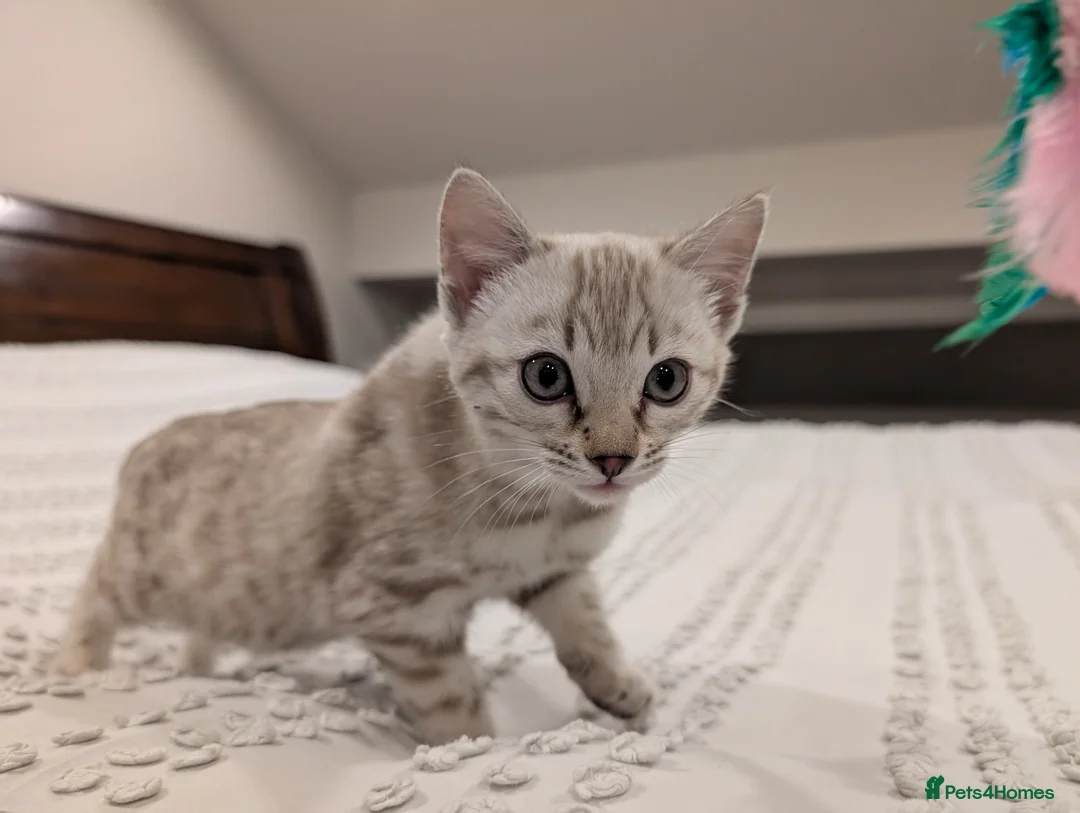 Bengal cats for sale: 🤍🩶 Stunning Snow Bengal Kittens 🩶🤍 - Advert 5