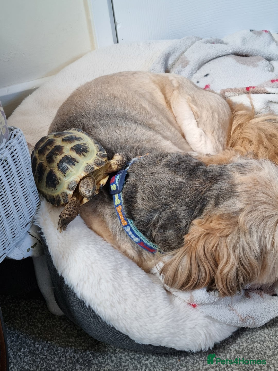 Lhasa Apso dogs for sale: Rehoming Doug - Advert 4