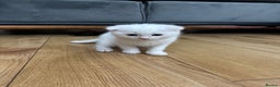 Scottish Fold cats for sale: Scottish fold kittens for sale ready to leave  - Advert 2