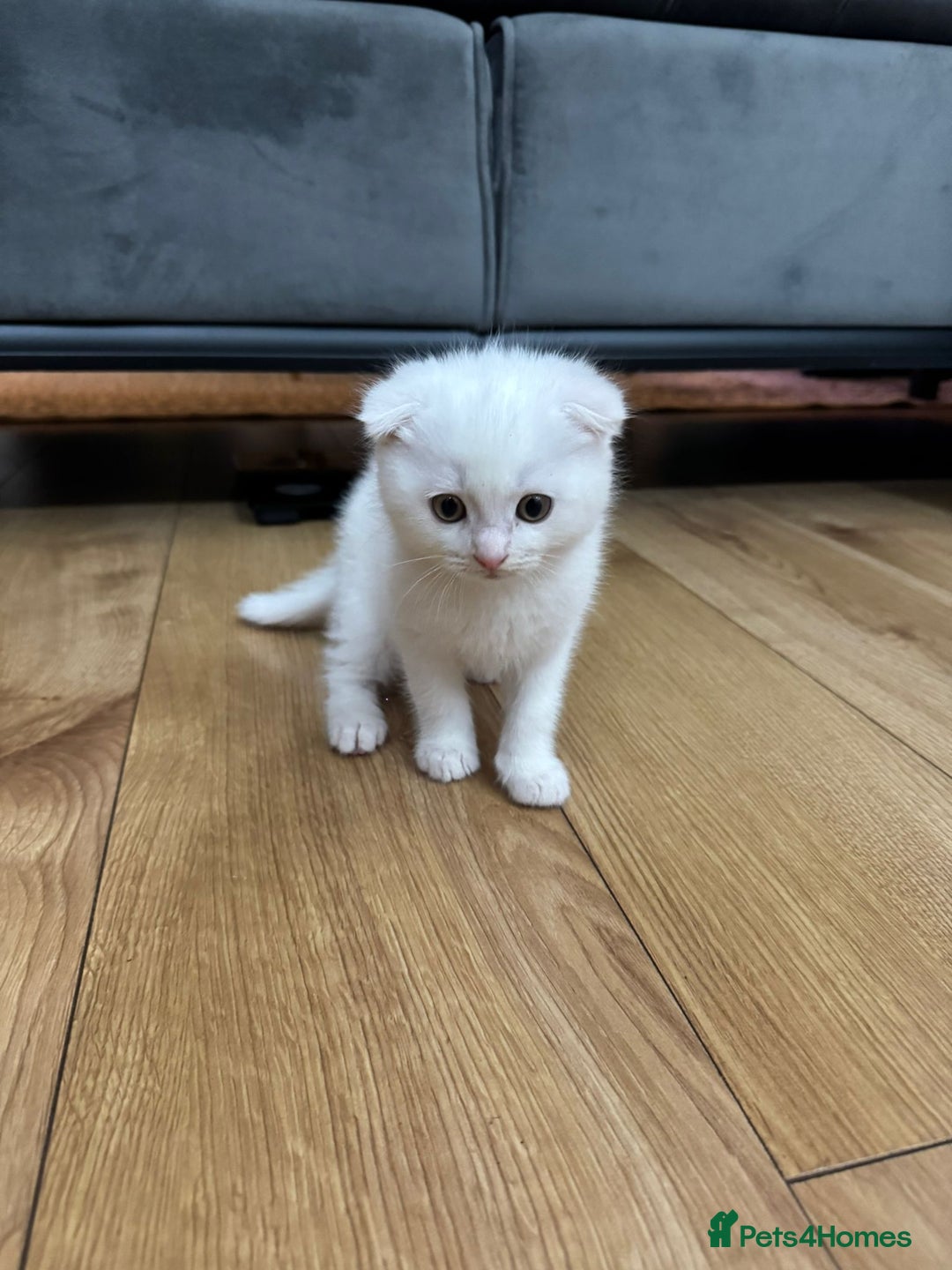 Scottish Fold cats for sale: Scottish fold kittens for sale ready to leave  - Advert 2