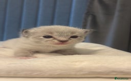 Ragdoll cats for sale: Gorgeous pedigree Ragdoll kittens  - Image 6