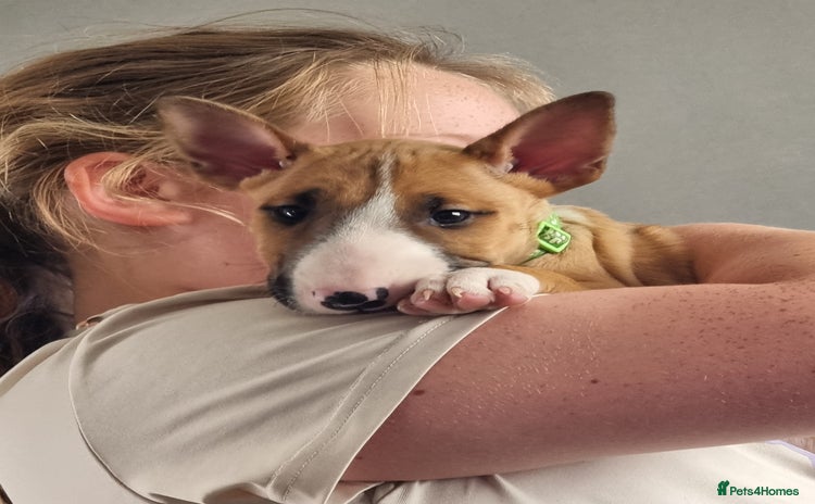 English Bull Terrier dogs - Advert 2