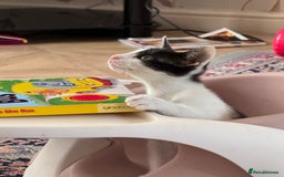 Oriental cats for sale: Ready now! Oriental shorthair kittens mix - Image 28