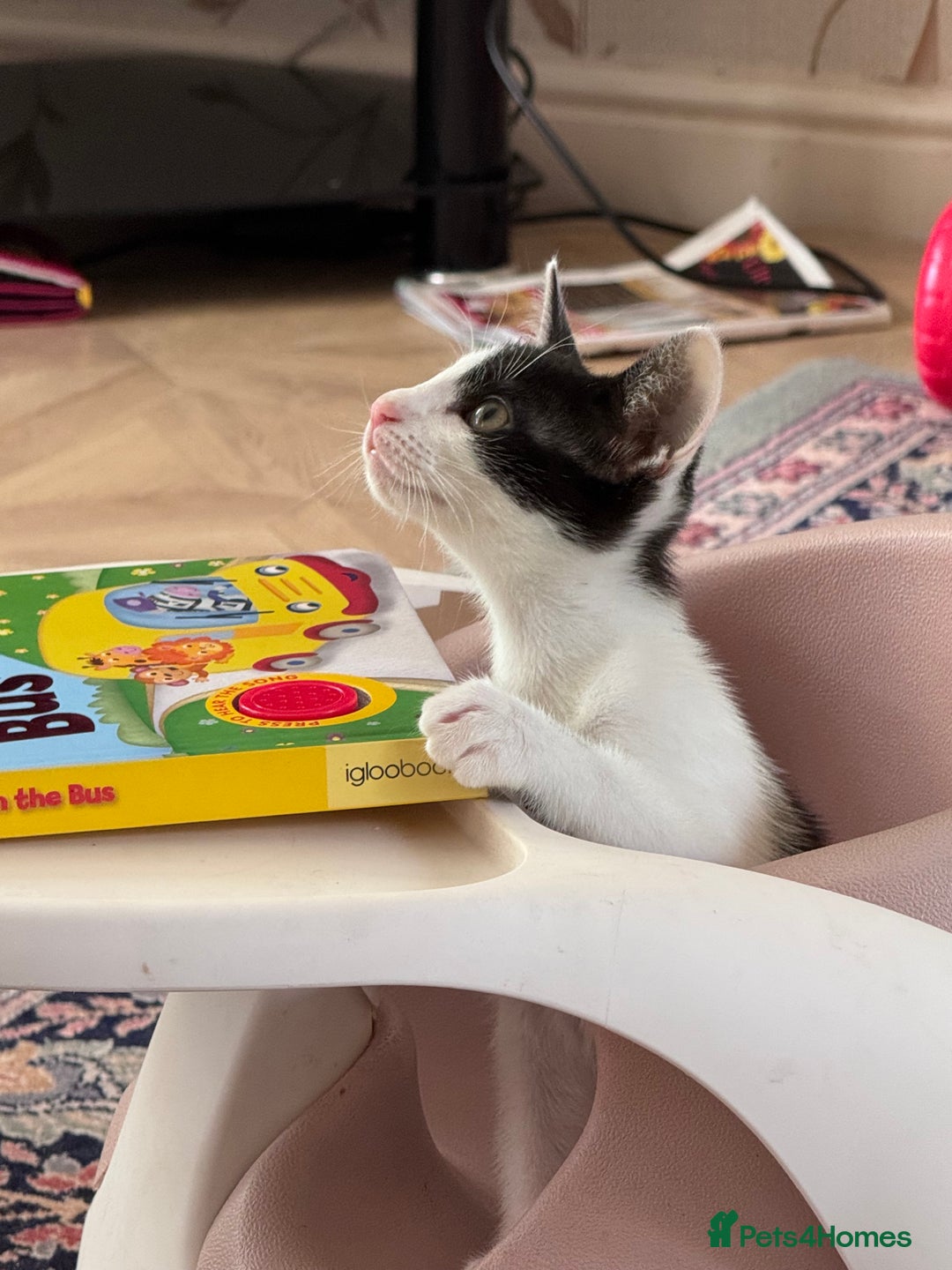 Oriental cats for sale: Ready now! Oriental shorthair kittens mix - Image 28