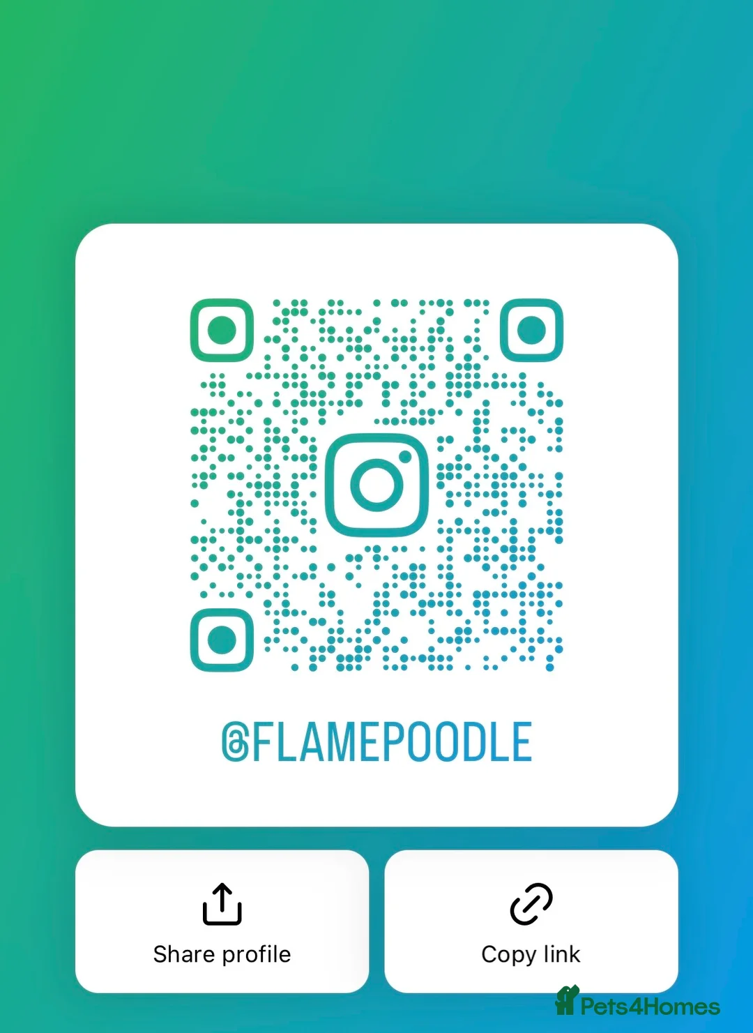 Miniature Poodle dogs for stud: Red Miniature Poodle Stud *Clear of 400 diseases* in Keighley - Advert 8