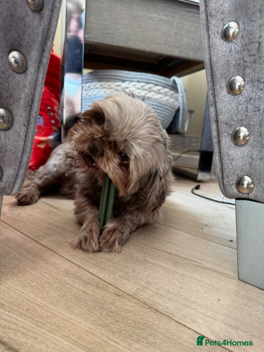 Shih Tzu dogs for sale: Coco  in Worcester - Advert 2