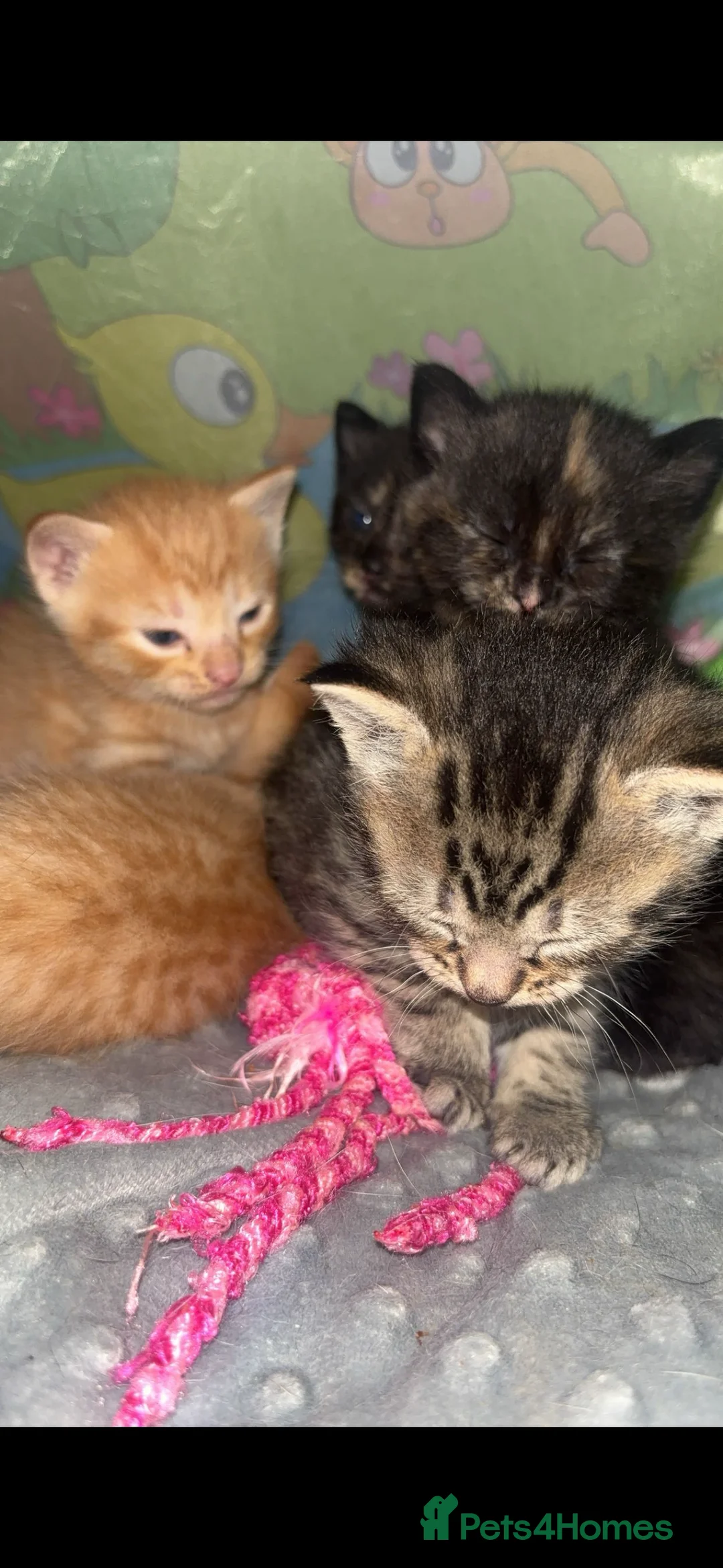 Domestic Shorthair cats for sale: Tassia Thomas - Advert 6