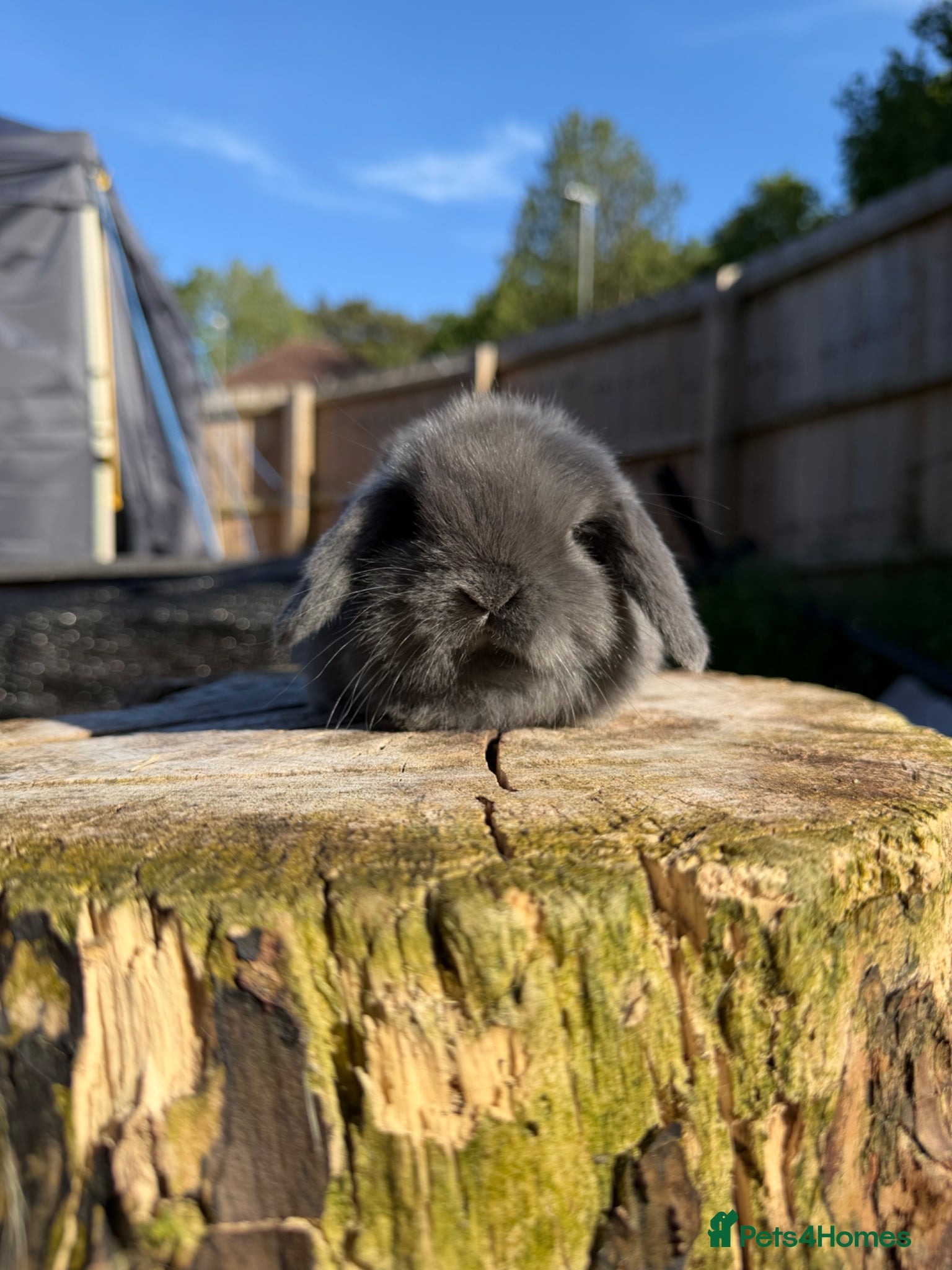 Mini Lop rabbits Mini Lop Doe - Advert 8