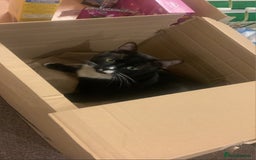 Domestic Shorthair cats for sale: Male Cat for sale - Image 1