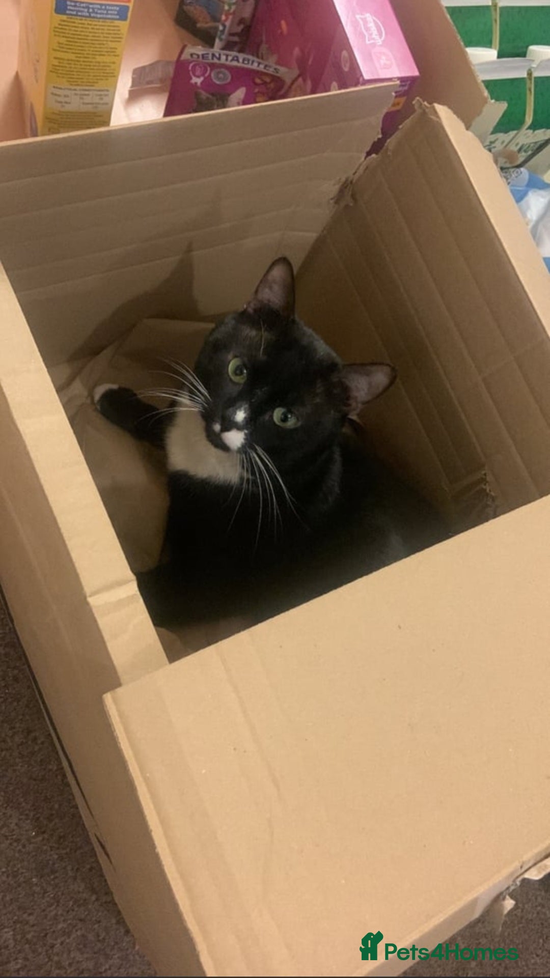 Domestic Shorthair cats for sale: Male Cat for sale - Image 1