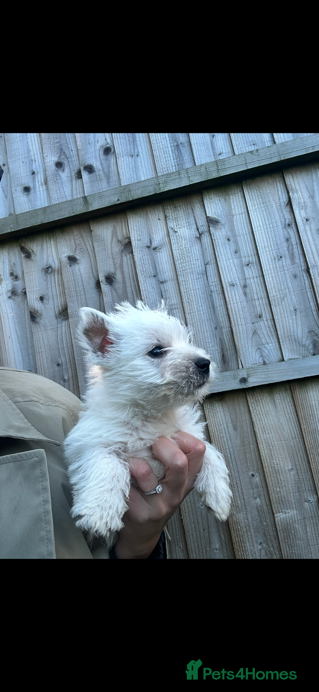 West Highland Terrier dogs for sale: West highland terrier puppies - Image 5