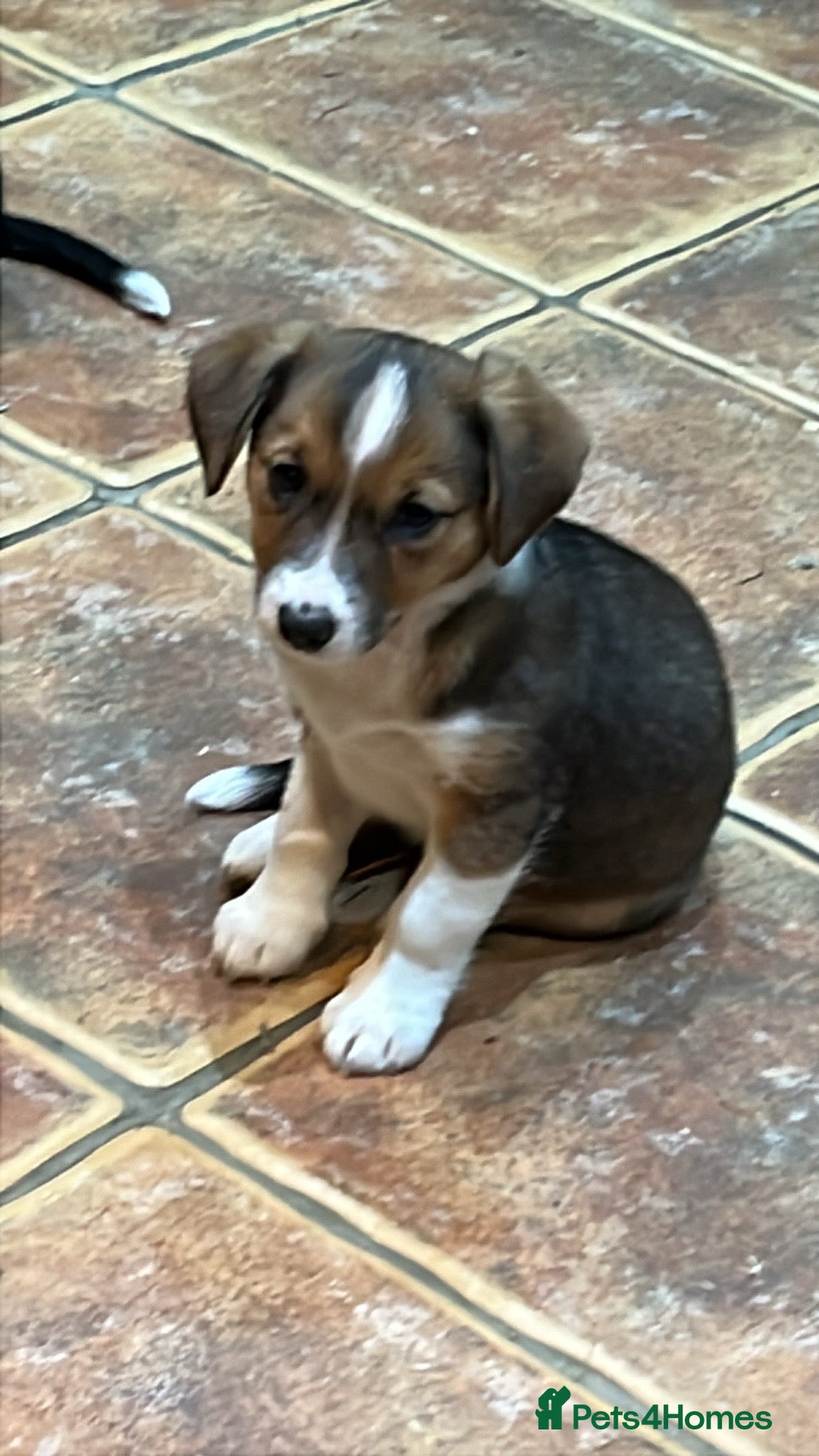 Mixed Breed dogs for sale: Beautiful mixed breed pups - Advert 3