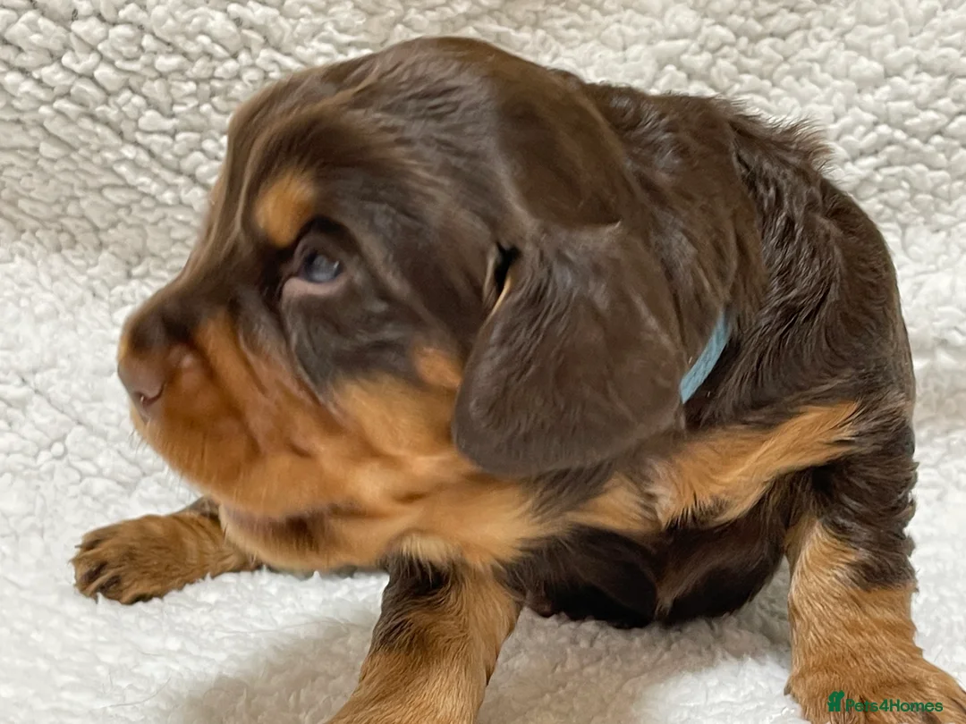 Cocker Spaniel dogs for sale: Working cocker spaniels - Advert 16
