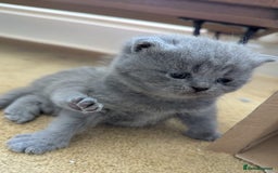 British Shorthair cats for sale: Beautiful fluffy British blue babies ready at  **  - Advert 20