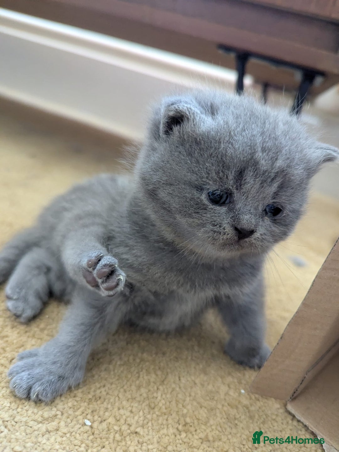 British Shorthair cats for sale: Beautiful fluffy British blue babies ready at  **  - Advert 20