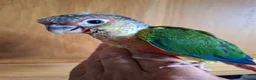 Conures birds for sale: Pineaplle, greencheek, and yellow sided conures  - Advert 17