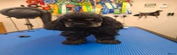 American Cocker Spaniel dogs for sale: American Cocker Spaniel puppies  - Advert 1
