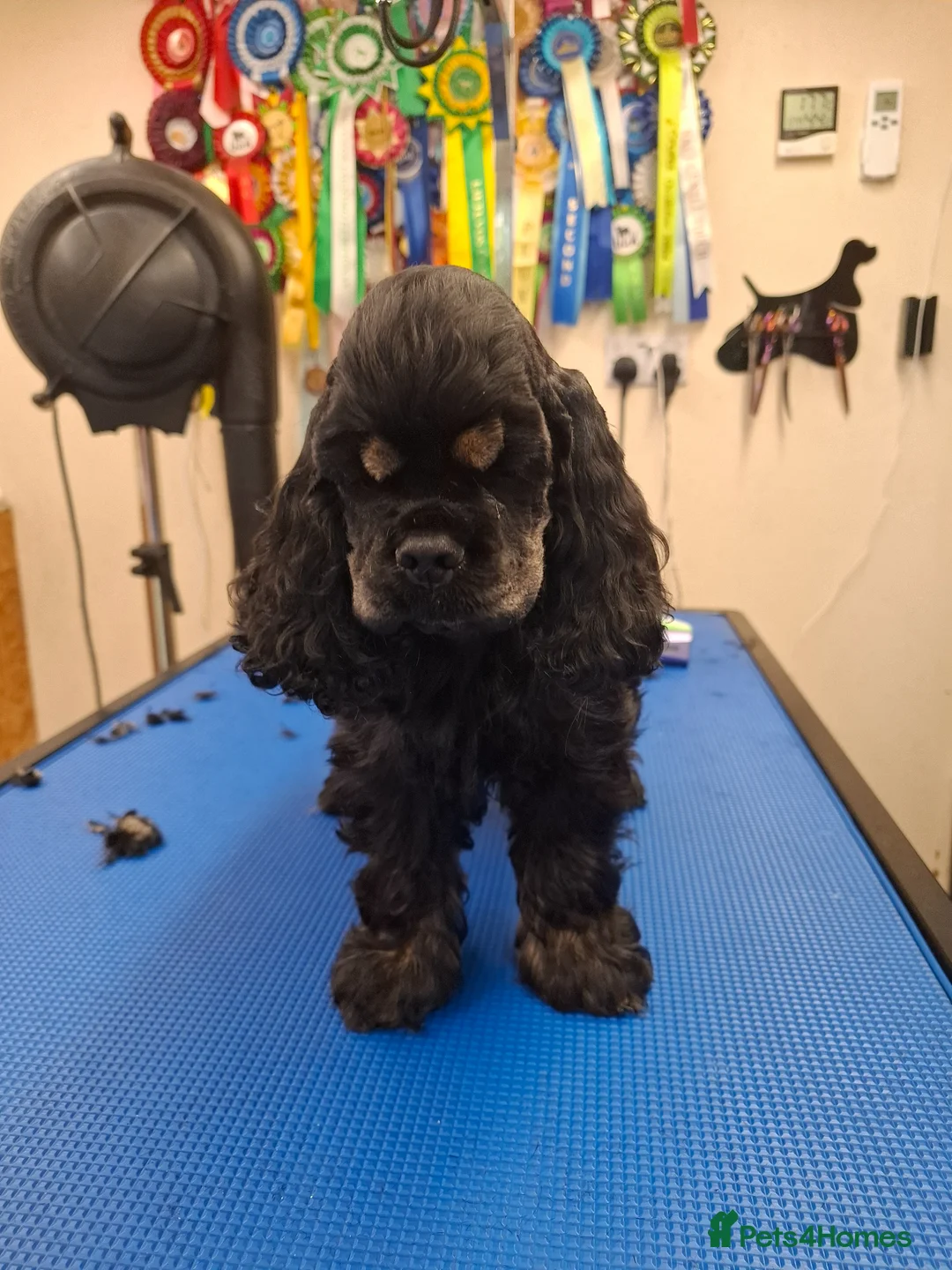 American Cocker Spaniel dogs for sale: American Cocker Spaniel puppies  - Advert 1