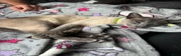 Siamese cats for sale: Female Siamese cat - Advert 2