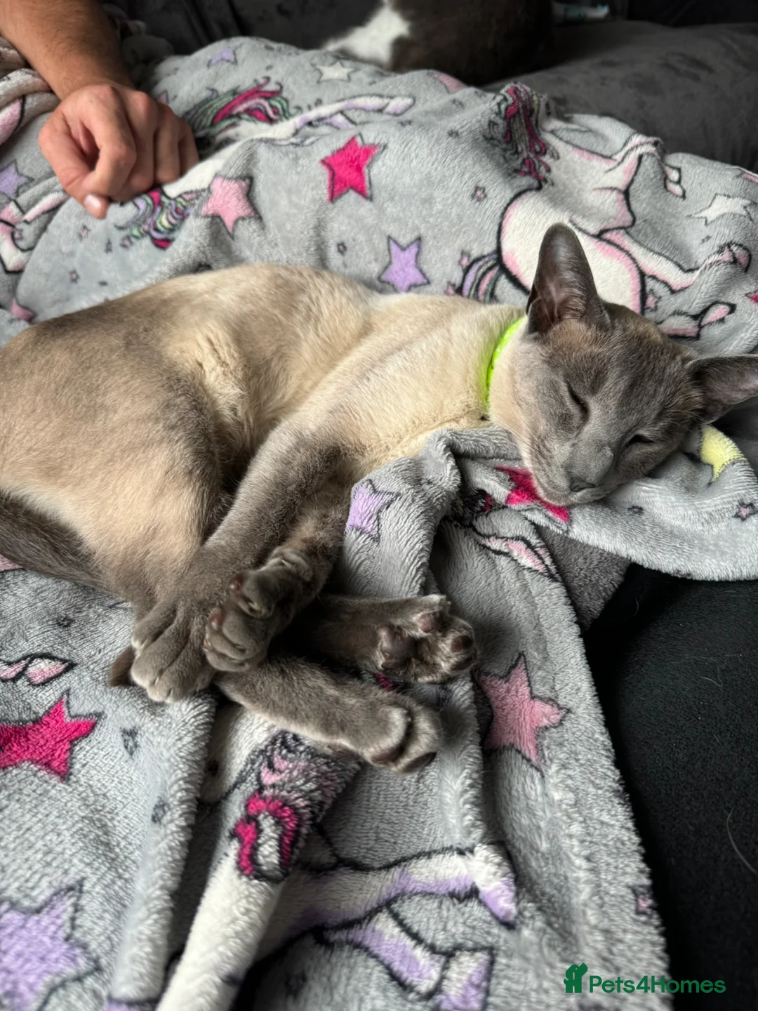 Siamese cats for sale: Female Siamese cat - Advert 2