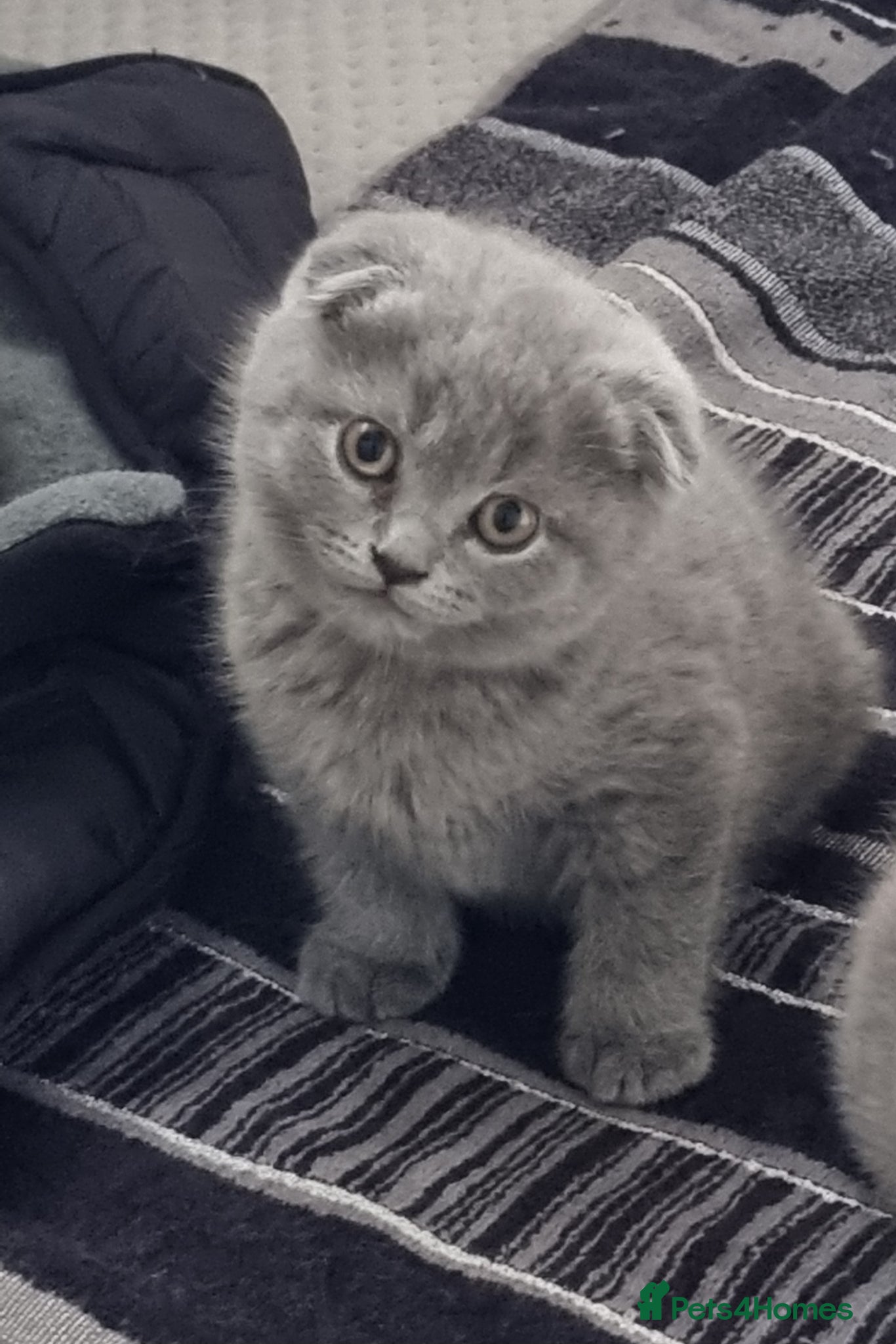 Scottish Fold cats Cute Scottish fold 💕 Four kittens available🐾🐱🐾 - Advert 6
