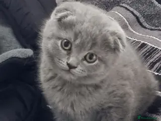 Scottish Fold cats Cute Scottish fold 💕 Four kittens available🐾🐱🐾 - Advert 6