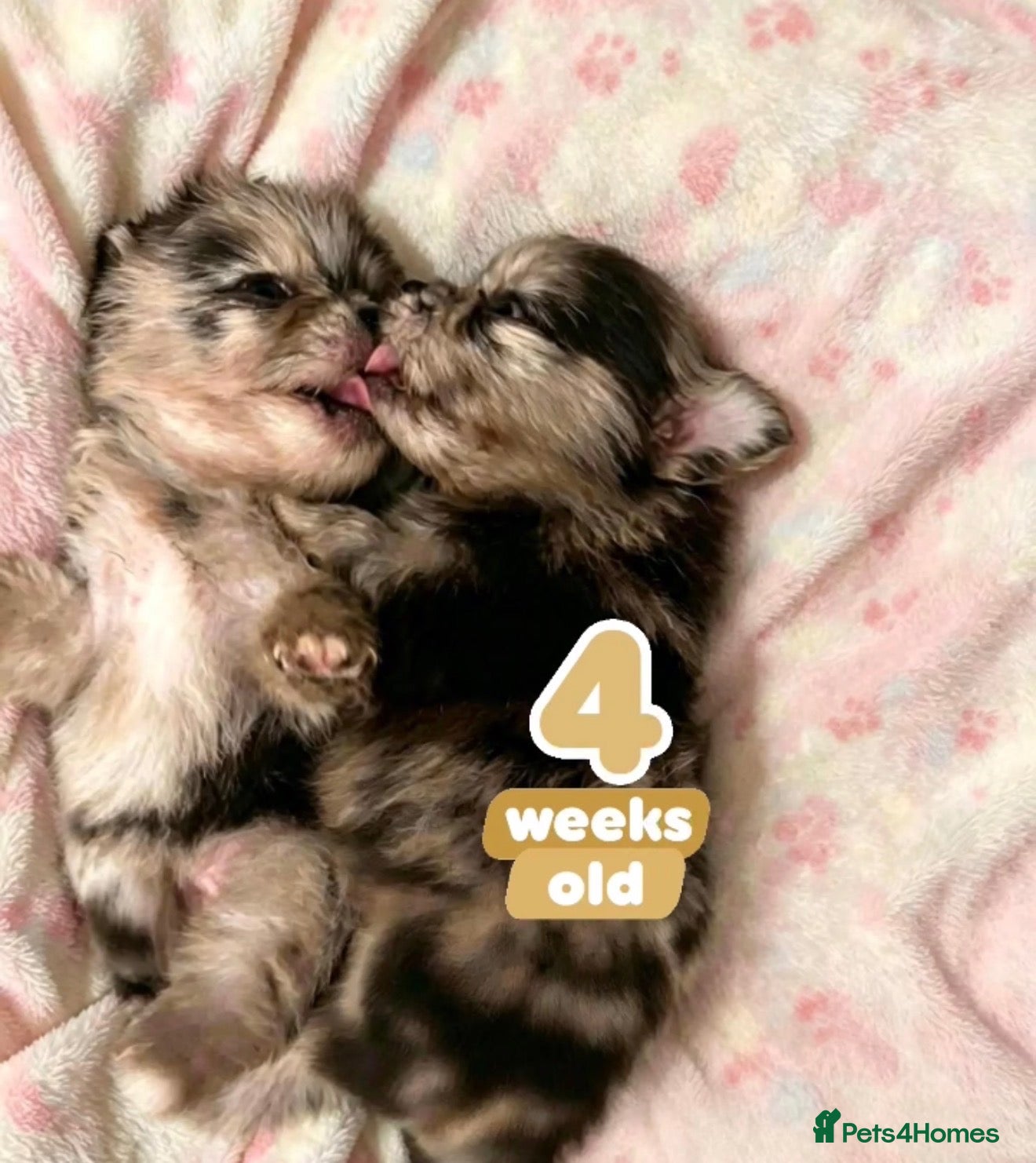 Pomeranian dogs ✨Four Mini Little Gems 💎🐾🐶✨💜🧡🩶🤎 - Advert 2