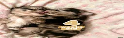 Pomeranian dogs for sale: 👀2 🐶 Left  ✨Four Mini Little Gems💎🐾🐶✨💜🧡🩶🤎 - Advert 15