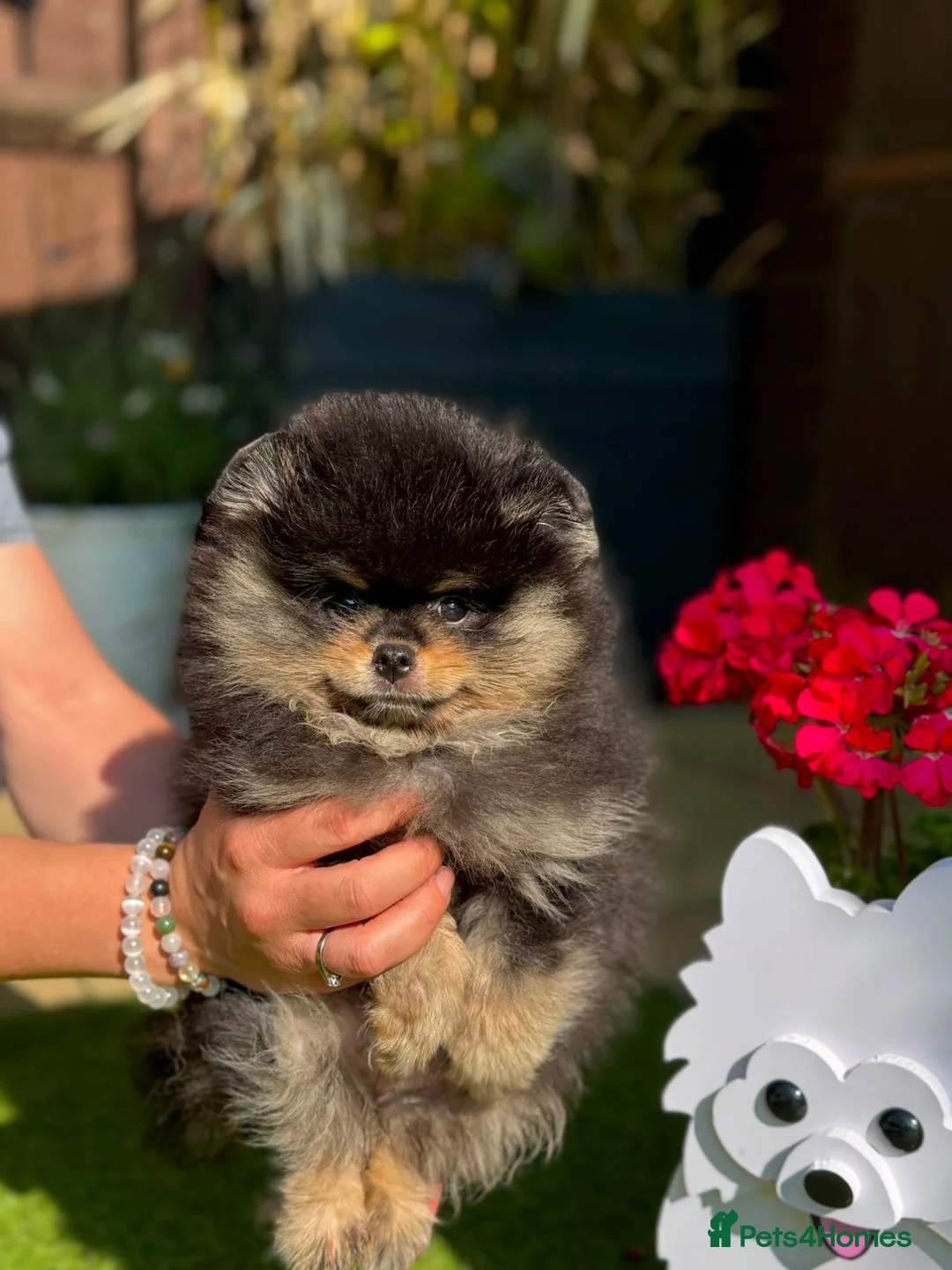 Pomeranian dogs for sale: Stunning top quality kc registered Pomeranians - Advert 2