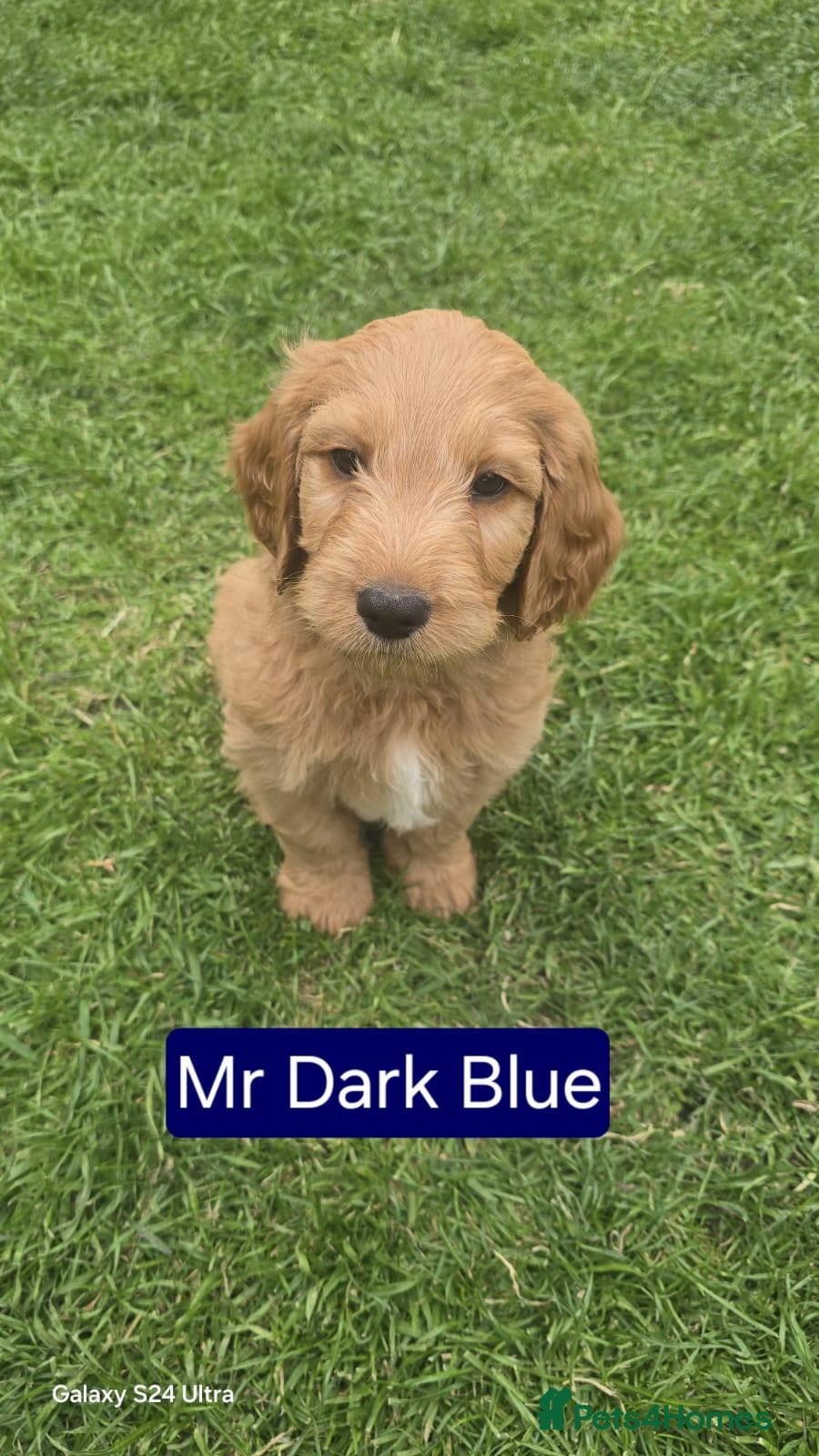 Mixed Breed dogs Australian Goldendoodle  - Advert 5