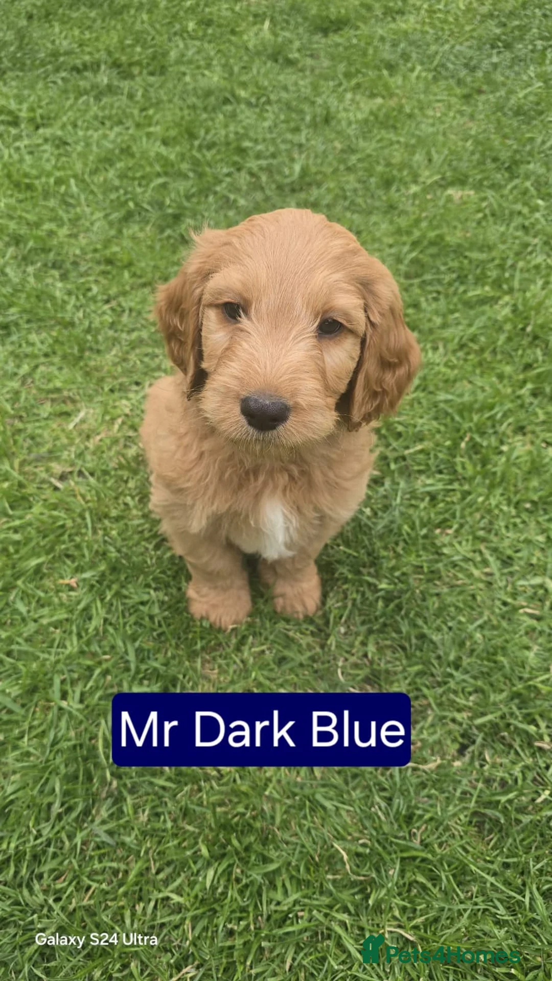 Mixed Breed dogs for sale: Australian Goldendoodle  - Advert 1