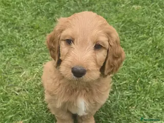 Mixed Breed dogs Australian Goldendoodle - Advert 5