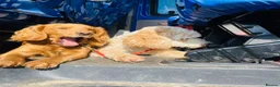 Cockapoo dogs for sale: 2x 5 year old female cockapoos - Advert 7