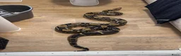 Boa Snake reptiles for sale: 4yr old Boa Constrictor - Advert 1