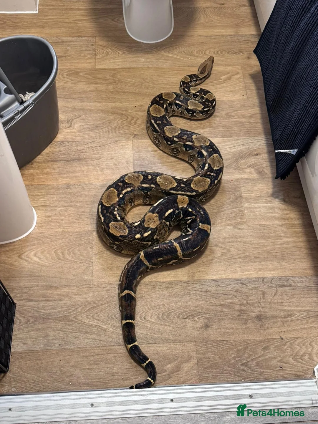 Boa Snake reptiles for sale: 4yr old Boa Constrictor - Advert 1