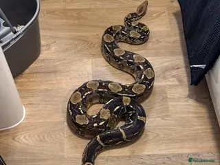 Boa Snake reptiles 4yr old Boa Constrictor - Advert 2