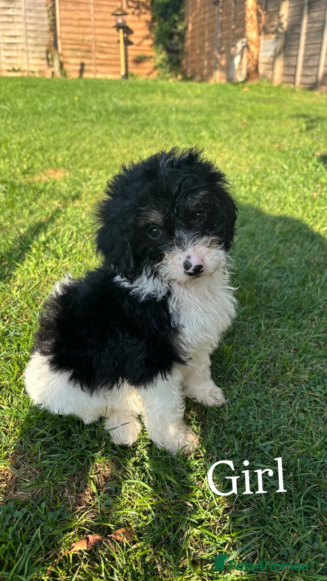 Cockapoo dogs for sale: Beautiful cockapoos  in Peterborough - Advert 2
