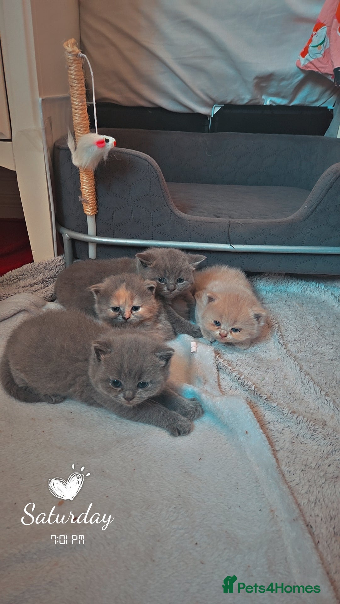 British Shorthair cats for sale: British short-haired kittens GCCF Registered  - Image 3