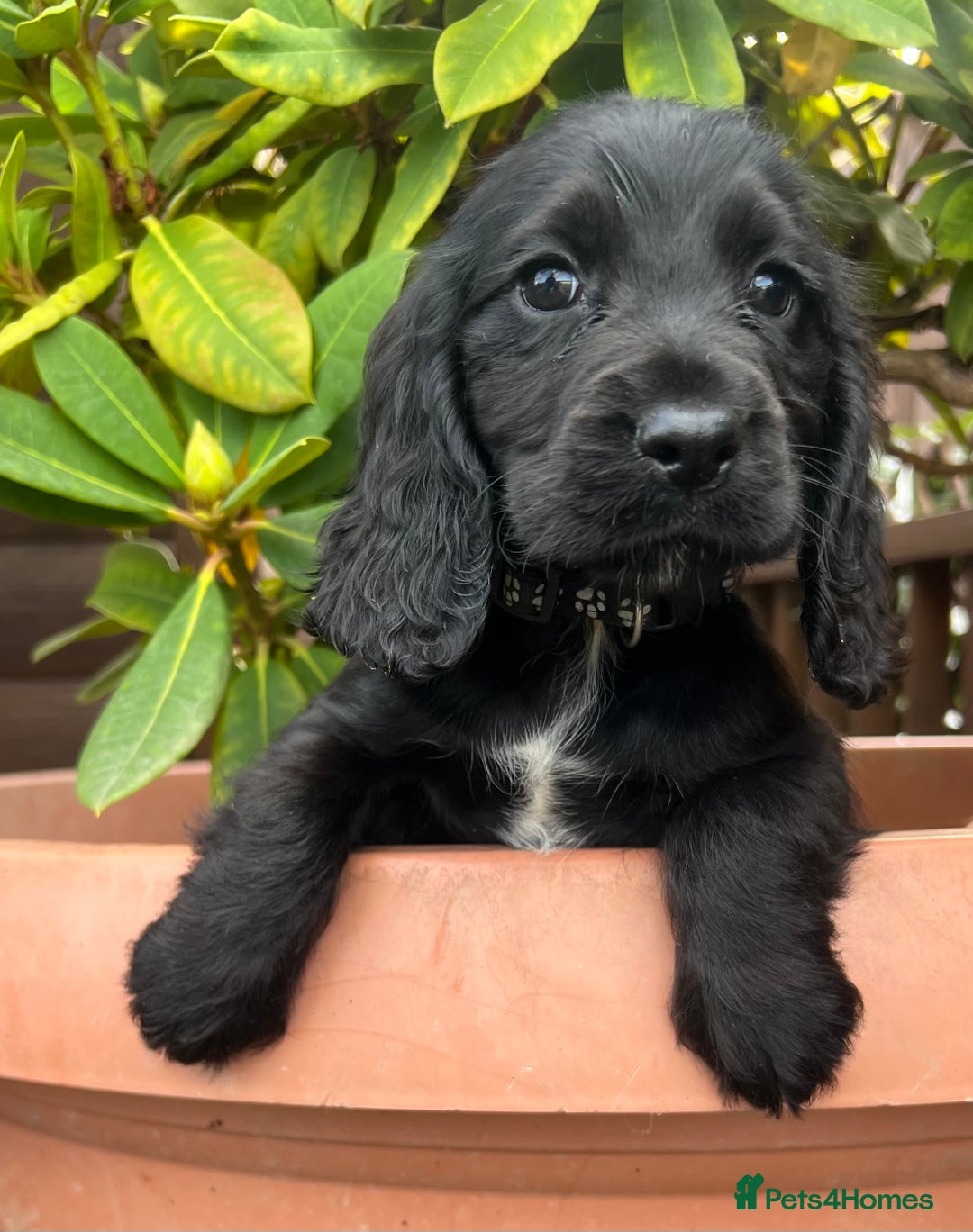 Cocker Spaniel dogs for sale: Working cocker spaniels  - Image 5