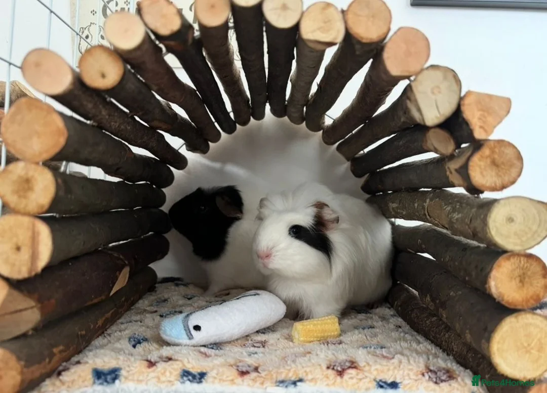 Guinea Pig rodents for sale: 2x female guinea pigs  in Halesowen - Advert 2