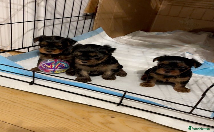 Yorkshire Terrier dogs - Advert 1