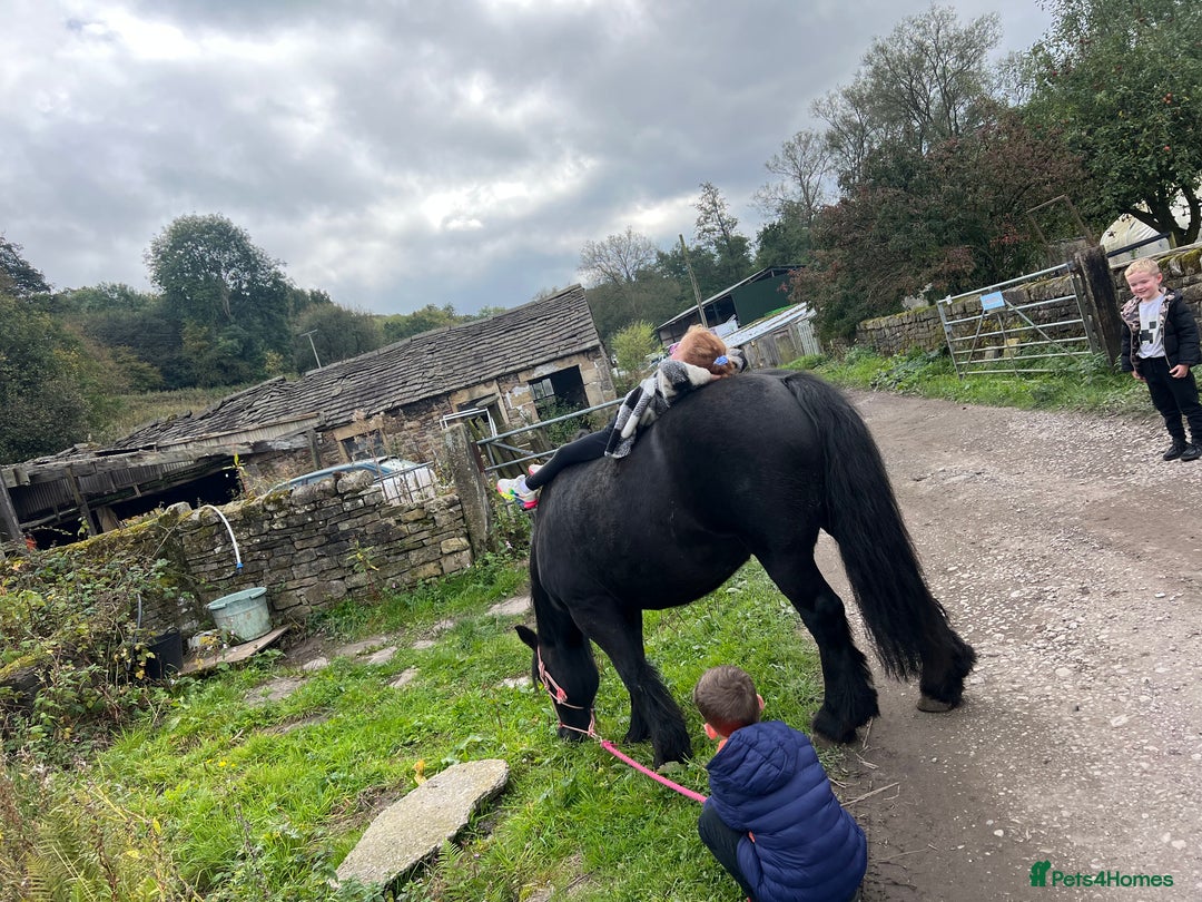 Fell horses for sale: Cob x Fell mare 10yrs old  - Advert 9