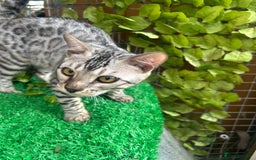 Bengal cats for sale: Unbelievably friendly TICA reg kittens  - Image 17