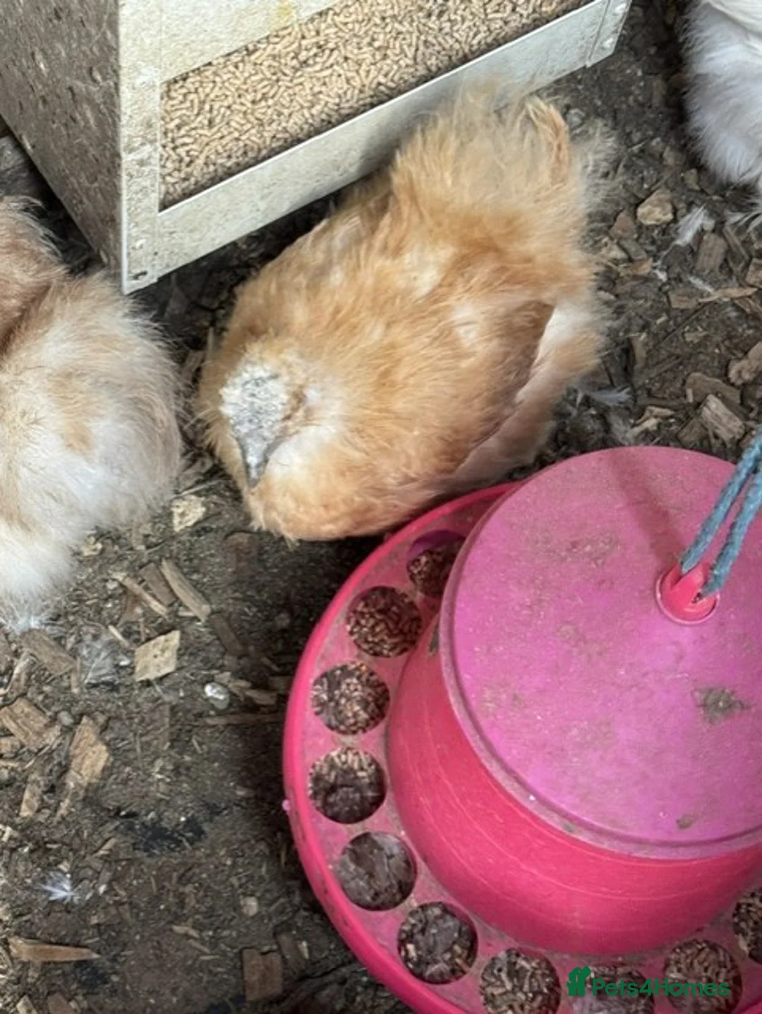 Chickens poultry for sale: Roosters, hens and chicks for sale - Advert 6