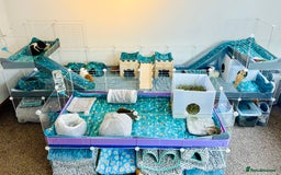 Guinea Pig rodents for sale: 4 female guinea pigs  - Advert 6