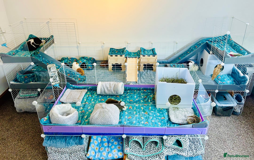 Guinea Pig rodents for sale: 4 female guinea pigs  - Advert 6