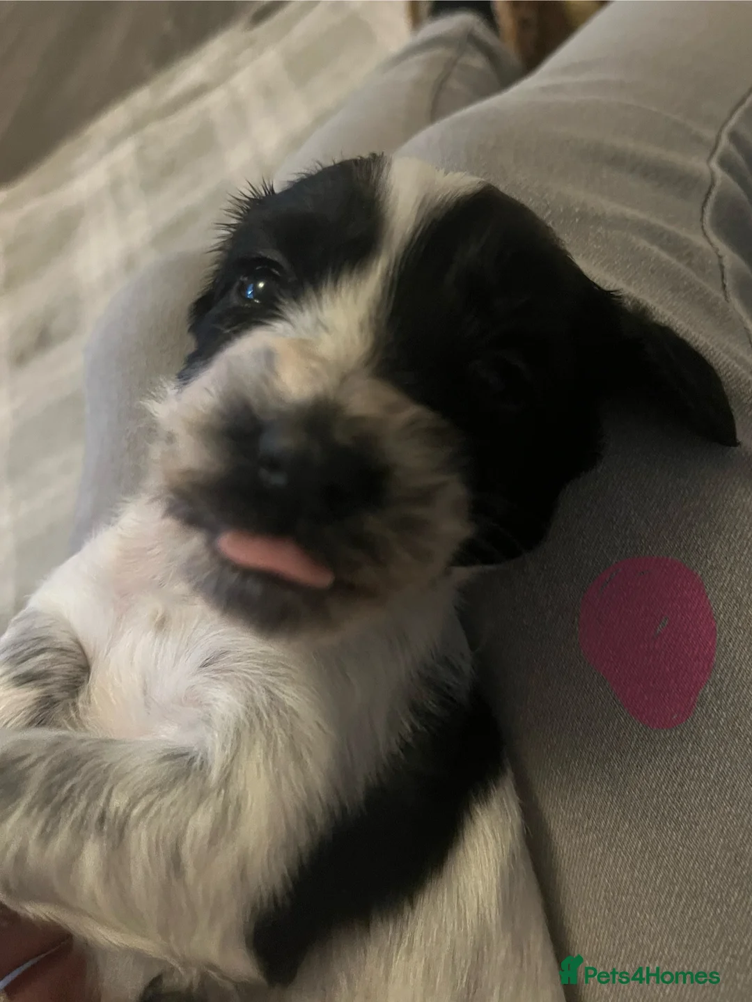 Sprocker dogs for sale: Sprocker spaniel puppies - Advert 10