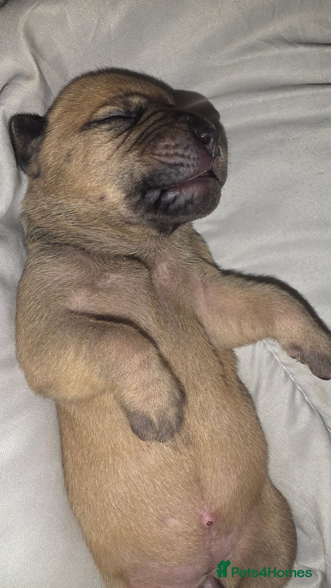 Mixed Breed dogs for sale: Adorable Bull Bordeaux Puppies  - Image 4