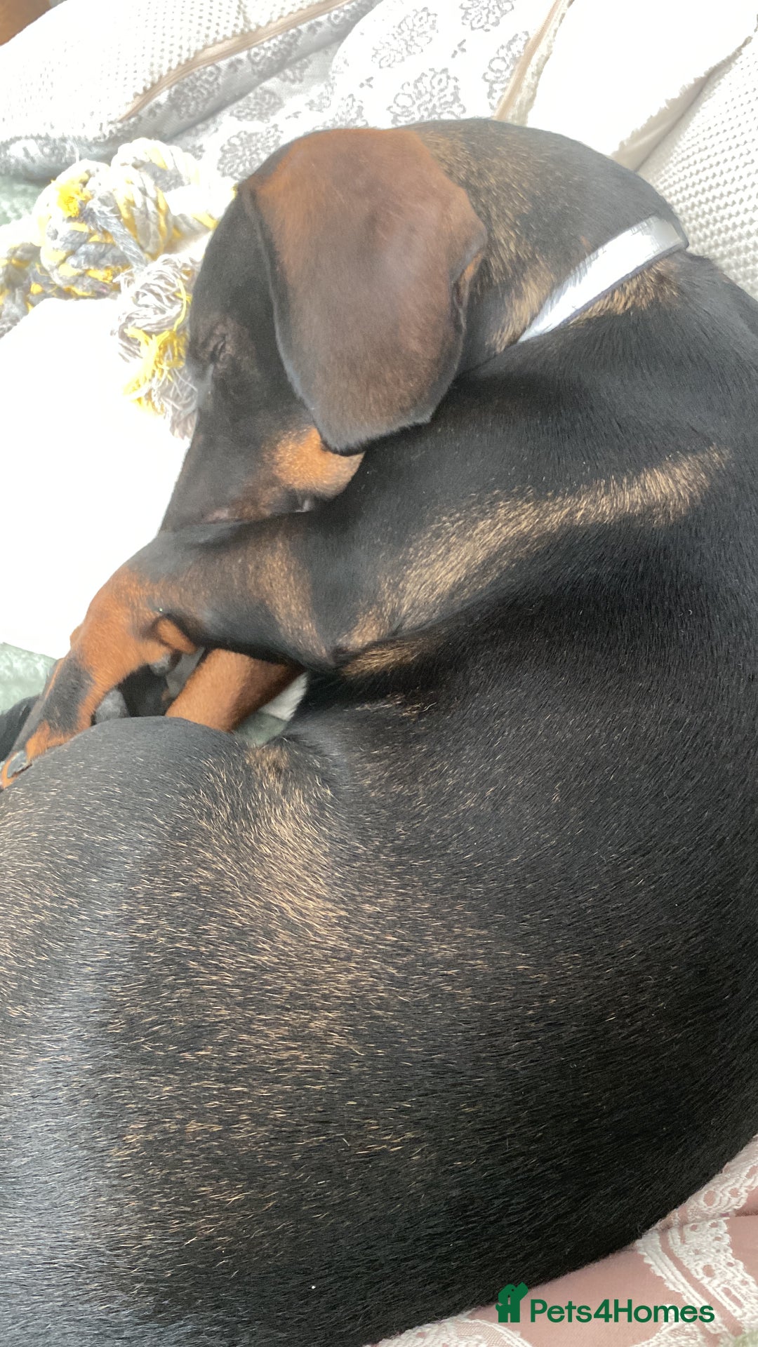 Mixed Breed dogs for sale: Looking for new home!  - Image 6