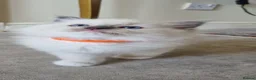 Ragdoll cats for sale: Fluffy Ragdoll Kittens 😸 😍 ♥️  - Advert 10